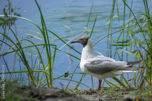 Black-headed Gull on the lake