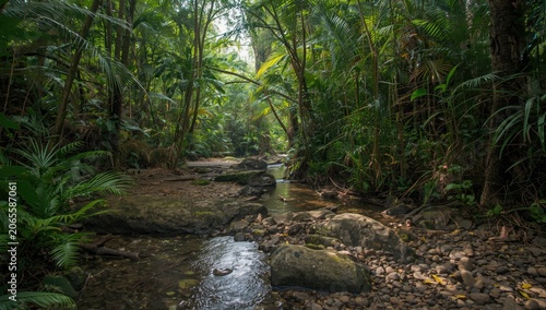 Pristine montane rainforest...