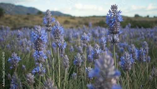 Purple wildflowers in a gra...