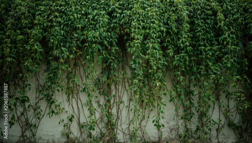 Wall entirely covered with ...