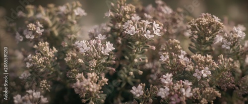Creeping thyme flowers high...