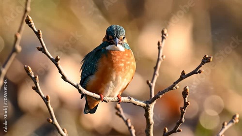 Vibrant Common Kingfisher perched on a budding branch in warm sunlight, perfect for nature documentaries.