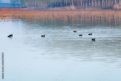Morning Light & Water Charm by Spring Lakeside, Natural Ecological Scroll of Urban Wetland