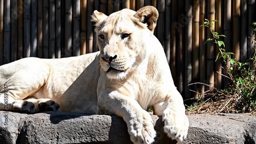 Majestic White Lioness Resting on Rock Ledge with Bamboo Background ideal for wildlife documentaries.