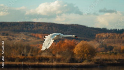 Peaceful swan journeying so...