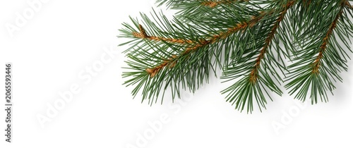 Pine branch with green need...