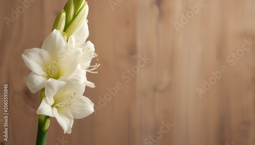Refined white gladiolus blo...