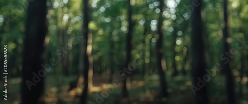 Blurred forest with green f...