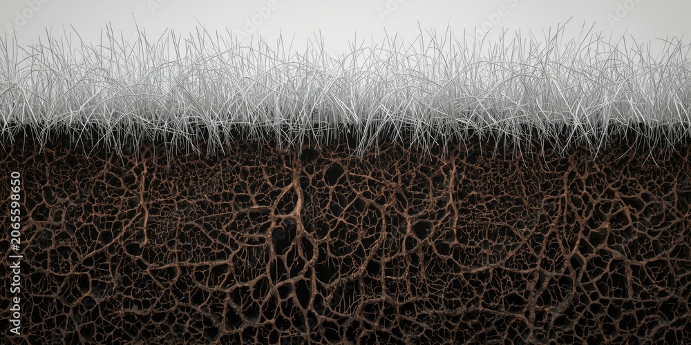 Fototapeta premium Cross-section of soil showing roots and grass above