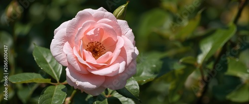 Pink rose flower blooming a...