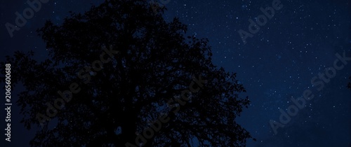 Silhouette of a tree agains...
