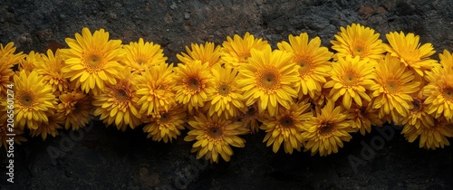 Yellow daisies arranged in ...