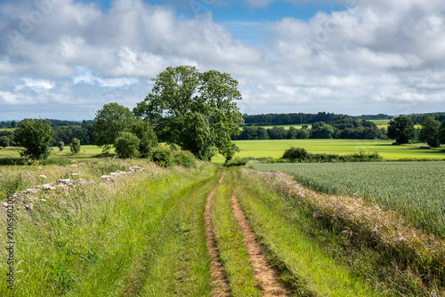 rural landscape in the summer