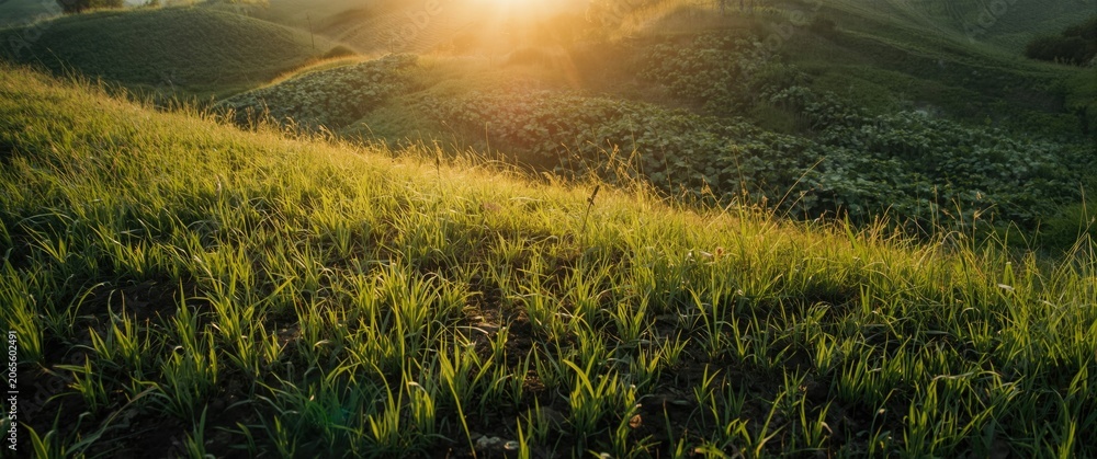 Obraz premium Morning sunlight casting shadows on green field textures