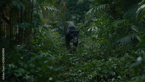 Panther navigating through thick tropical greenery