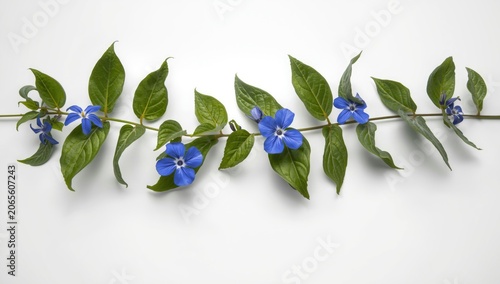 Medicinal vine with healthy...