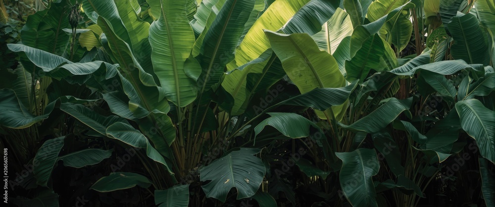 Fototapeta premium Lush green banana leaves in a tropical garden