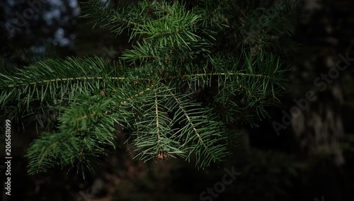 Green pine branch with deta...