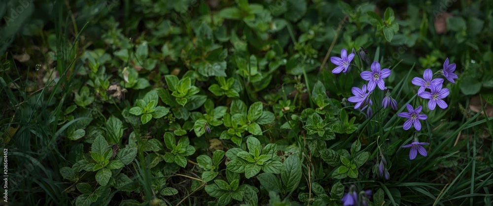 Fototapeta premium Purple flowers growing among green foliage