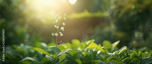 Herbal Bacopa monnieri plan...