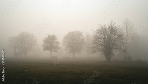 Quiet misty morning landsca...