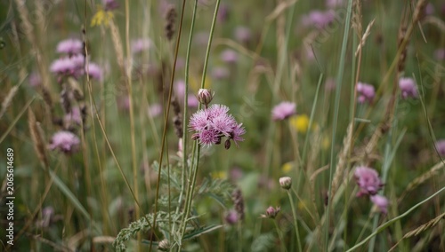 Pink wildflowers blooming i...
