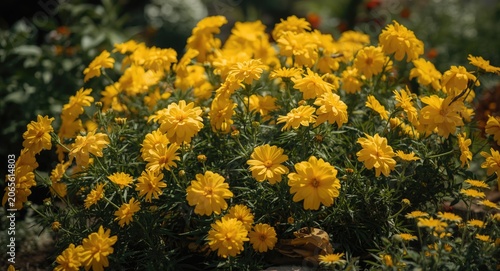 Vibrant yellow blossoms flo...