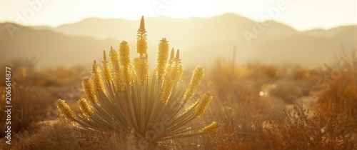 Yucca species exhibiting dr...