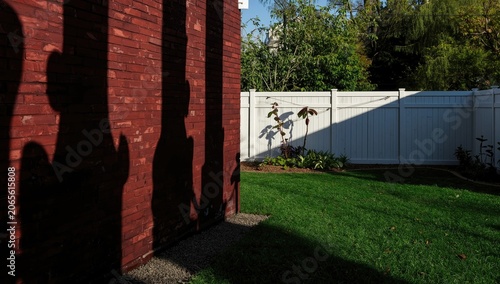 Shadows of plants on a bric...