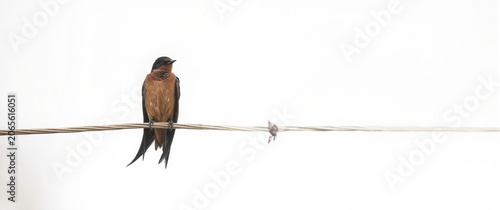 Swallow perched on a wire a...