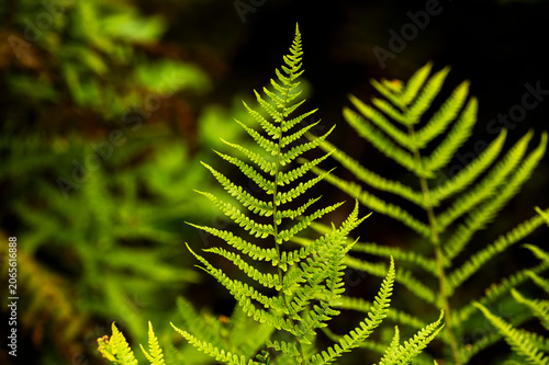 A fern frond blooming in a garden in summer.