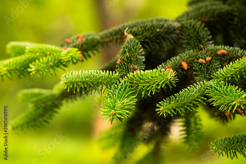 New branch shoots on a coniferous tree growing in spring.