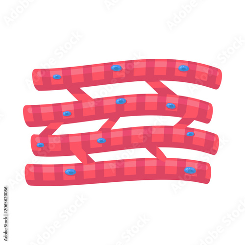 Vibrant depiction of cardiac muscle cells, showcasing their branched structure and nuclei essential for heart function.