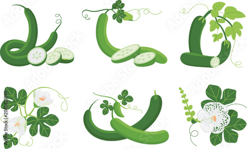 Fényképezés Green cucumbers entwined with vines and flowers isolated on white background veg