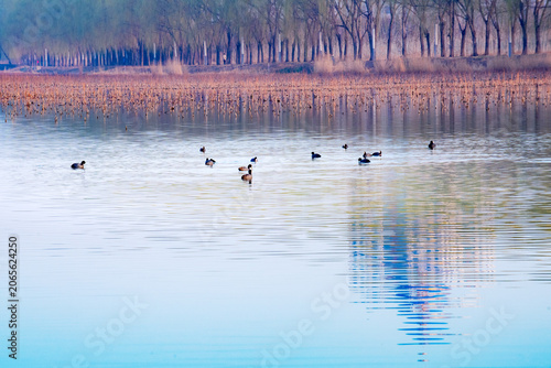 Morning Light & Water Charm by Spring Lakeside, Natural Ecological Scroll of Urban Wetland