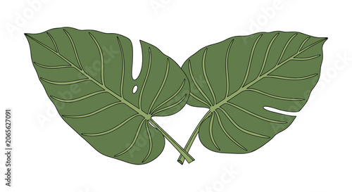 Two green tropical monstera leaves with holes and detailed veins crossing each other on a clean white background.