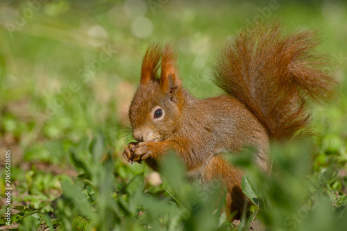 Red squirrel feeding while sitting on its hind legs in green grass