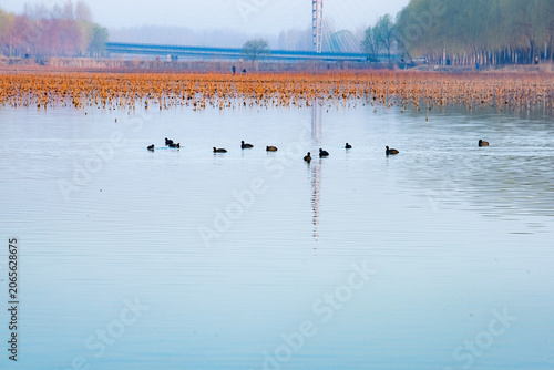 Morning Light & Water Charm by Spring Lakeside, Natural Ecological Scroll of Urban Wetland