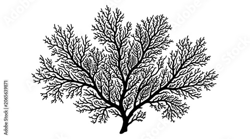 Detailed illustration of seaweed plant.