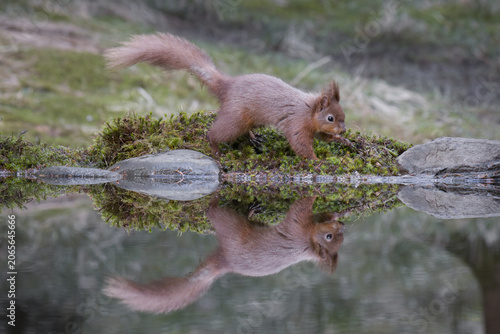 Fotografía Red squirrel, sciurus vulgaris, reflected perfectly in a calm pond while running on a mossy bank