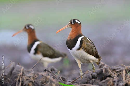 two birds standing along side each other while hearing invading ememy bird, female greater painted-snipe in swamp