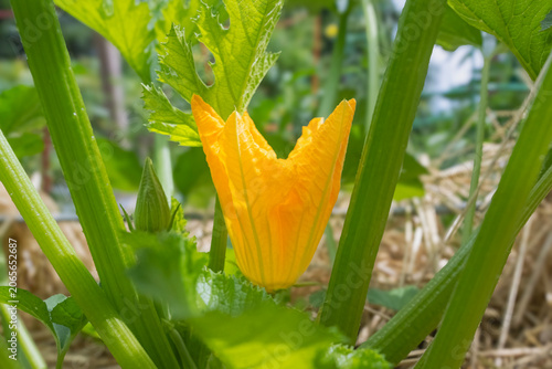 Zucchini Flower on the Plant in a Garden