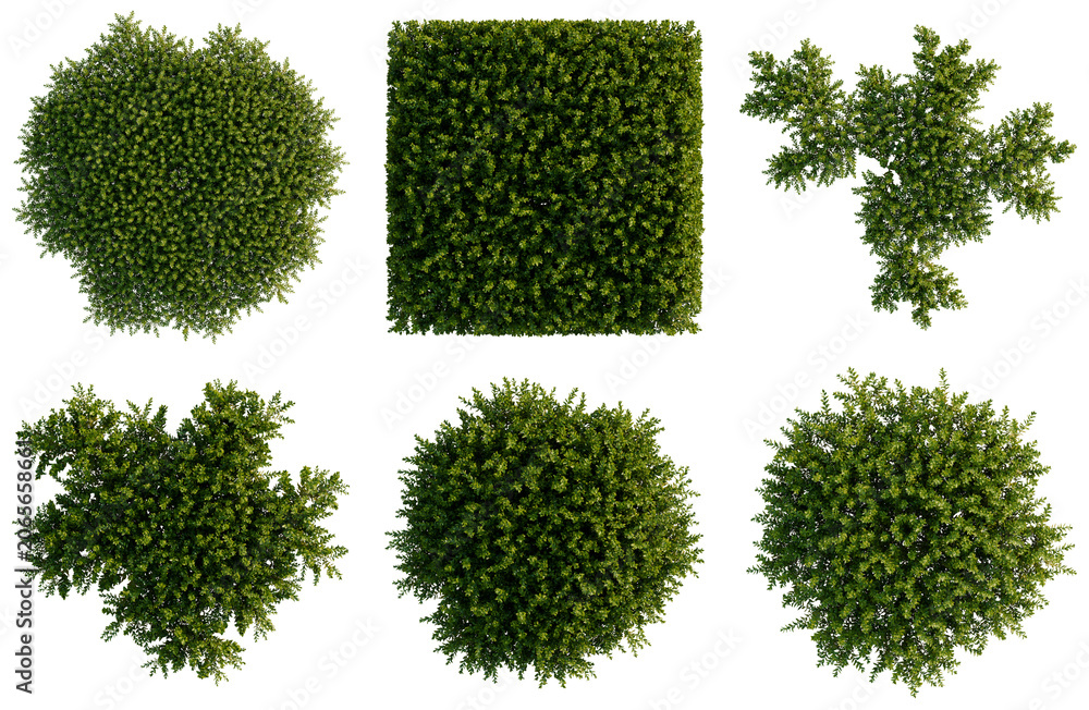 Fototapeta premium Set of Bryophyte tree plan, top view, cutout, transparent background, isolate, Collection of Green Hedge Bushes in Various Shapes - Perfect for Landscaping Design and Garden Elements