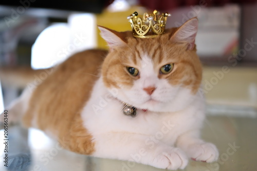 Foto Adorable Munchkin cat looking slightly displeased while wearing a small crown