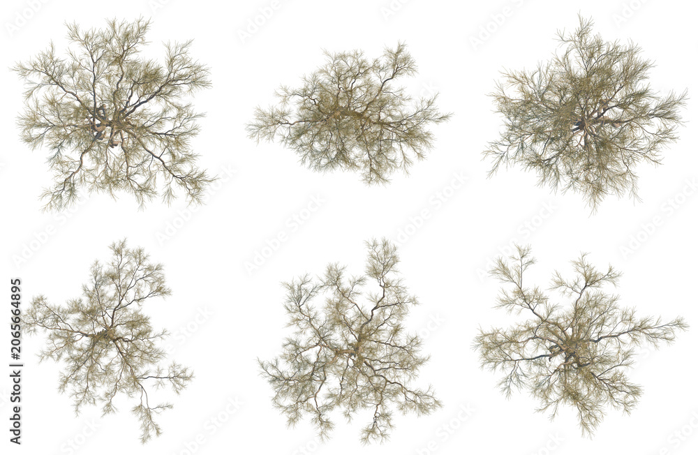 Fototapeta premium Set of Haloxylon ammodendron tree plan, top view, cutout, transparent background, isolate, Abstract Fractal Tree Structures - Six Unique Designs for Digital Art & Graphic Projects