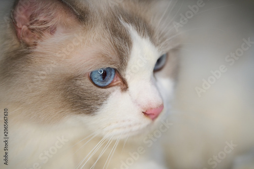 A close up portrait of a cute regdoll cat.