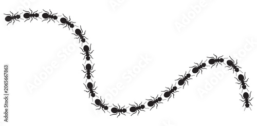 Foto Line of Ants Marching in a Winding Path on White Background