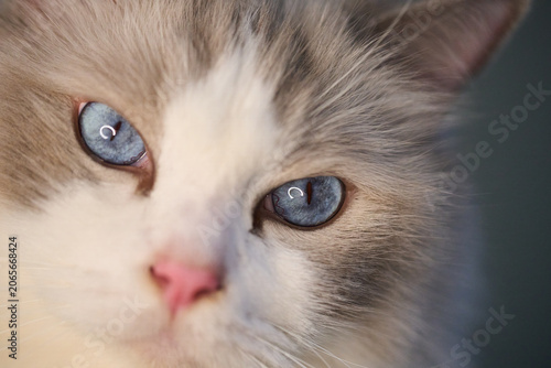 Photos A close up portrait of a cute regdoll cat.
