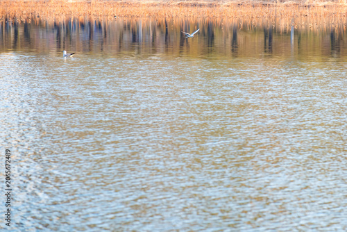 Willows Sprout New Buds on Lakeshore, Vivid Early Spring Scenery