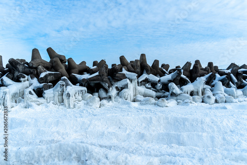 snow geese in the snow